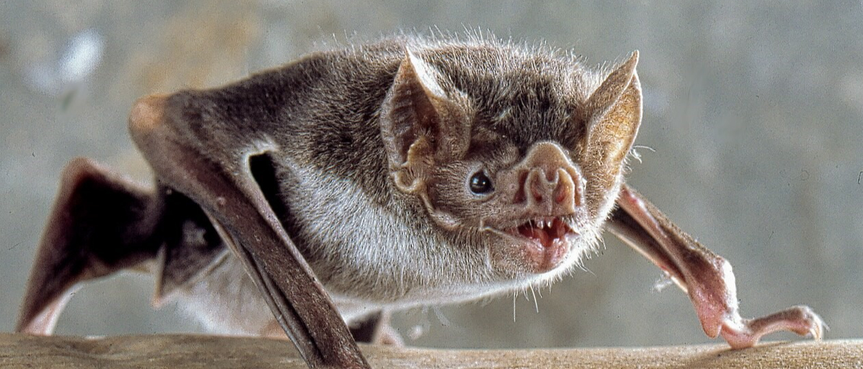 En carbet, attention aux morsures de chauves-souris.