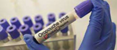 La fièvre Oropouche, c’est quoi ?