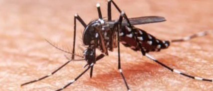 Le chikungunya de retour en Guyane.